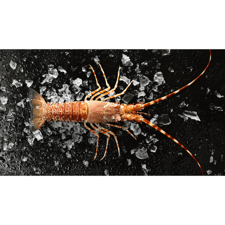 South African Lobster Tail (1 pc)